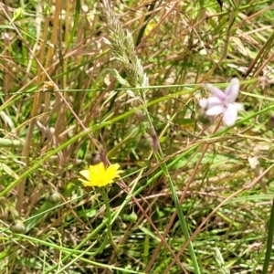 Arthropodium milleflorum at Crooked Corner, NSW - 8 Jan 2022