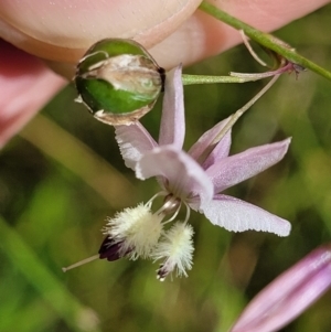 Arthropodium milleflorum at Crooked Corner, NSW - 8 Jan 2022