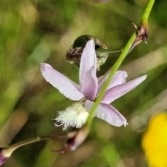 Arthropodium milleflorum at Crooked Corner, NSW - 8 Jan 2022