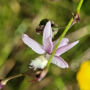 Arthropodium milleflorum at Crooked Corner, NSW - 8 Jan 2022