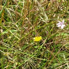 Arthropodium milleflorum at Crooked Corner, NSW - 8 Jan 2022