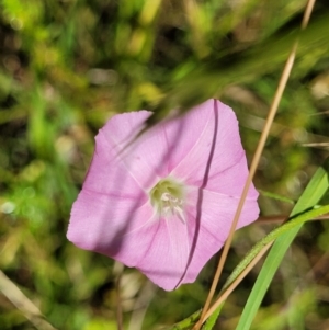 Convolvulus angustissimus subsp. angustissimus at Crooked Corner, NSW - 8 Jan 2022