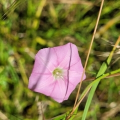 Convolvulus angustissimus subsp. angustissimus at Crooked Corner, NSW - 8 Jan 2022