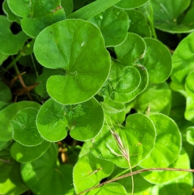 Dichondra repens (Kidney Weed) at Burwood Creek Nature Reserve - 8 Jan 2022 by tpreston