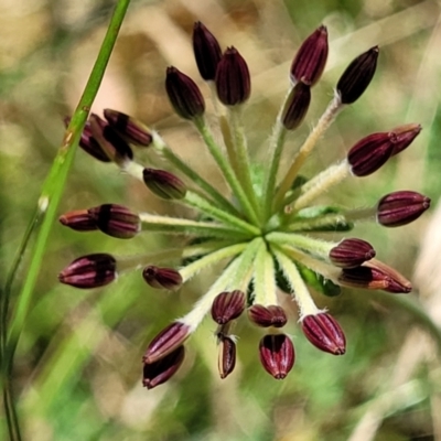 Oreomyrrhis eriopoda (Australian Carraway) at Crooked Corner, NSW - 8 Jan 2022 by tpreston