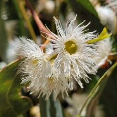 Eucalyptus macrorhyncha (Red Stringybark) at Burwood Creek Nature Reserve - 8 Jan 2022 by trevorpreston