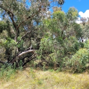 Eucalyptus macrorhyncha at Crooked Corner, NSW - 8 Jan 2022