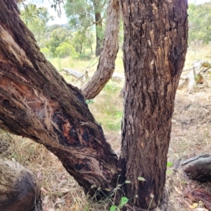 Eucalyptus macrorhyncha at Crooked Corner, NSW - 8 Jan 2022