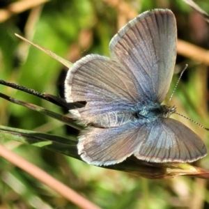 Zizina otis at Crooked Corner, NSW - 8 Jan 2022