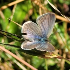 Zizina otis at Crooked Corner, NSW - 8 Jan 2022