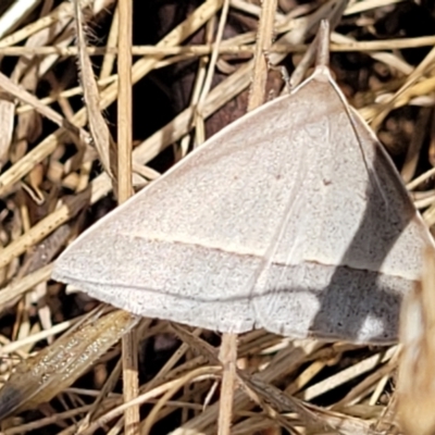 Epidesmia hypenaria (Long-nosed Epidesmia) at Burwood Creek Nature Reserve - 8 Jan 2022 by tpreston