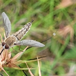 Trichophthalma sp. (genus) at Crooked Corner, NSW - 8 Jan 2022