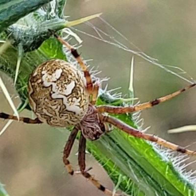 Salsa fuliginata (Sooty Orb-weaver) at Crooked Corner, NSW - 8 Jan 2022 by tpreston