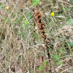 Orobanche minor (Broomrape) at Crooked Corner, NSW - 7 Jan 2022 by tpreston