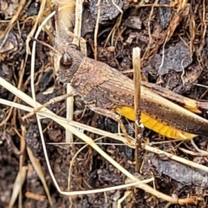 Urnisa sp. (genus) at Crooked Corner, NSW - 8 Jan 2022