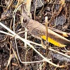 Urnisa sp. (genus) at Crooked Corner, NSW - 8 Jan 2022