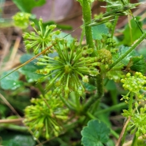 Hydrocotyle laxiflora at Crooked Corner, NSW - 8 Jan 2022