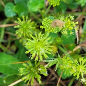 Hydrocotyle laxiflora at Crooked Corner, NSW - 8 Jan 2022