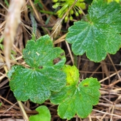 Hydrocotyle laxiflora at Crooked Corner, NSW - 8 Jan 2022