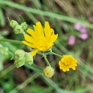 Crepis capillaris at Crooked Corner, NSW - 8 Jan 2022