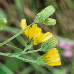 Crepis capillaris at Crooked Corner, NSW - 8 Jan 2022