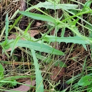 Crepis capillaris at Crooked Corner, NSW - 8 Jan 2022