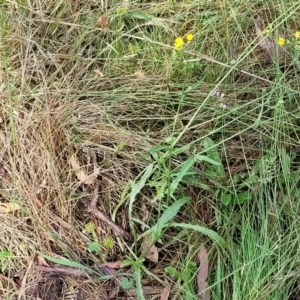 Crepis capillaris at Crooked Corner, NSW - 8 Jan 2022