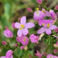 Centaurium erythraea (Common Centaury) at Crooked Corner, NSW - 7 Jan 2022 by tpreston