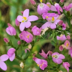 Centaurium erythraea at Crooked Corner, NSW - 8 Jan 2022