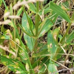 Centaurium erythraea at Crooked Corner, NSW - 8 Jan 2022