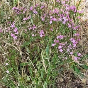 Centaurium erythraea at Crooked Corner, NSW - 8 Jan 2022