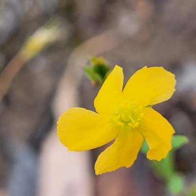 Hypericum gramineum (Small St Johns Wort) at Burwood Creek Nature Reserve - 7 Jan 2022 by tpreston