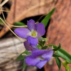 Veronica gracilis (Slender Speedwell) at Burwood Creek Nature Reserve - 7 Jan 2022 by tpreston