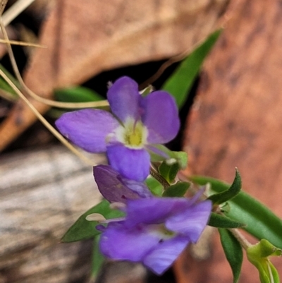 Veronica gracilis (Slender Speedwell) at Crooked Corner, NSW - 8 Jan 2022 by trevorpreston
