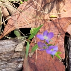 Veronica gracilis at Crooked Corner, NSW - 8 Jan 2022