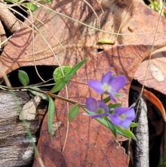 Veronica gracilis at Crooked Corner, NSW - 8 Jan 2022