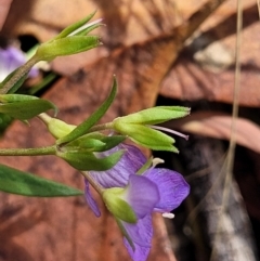 Veronica gracilis at Crooked Corner, NSW - 8 Jan 2022