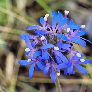 Brunonia australis at Crooked Corner, NSW - 8 Jan 2022