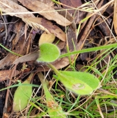 Brunonia australis at Crooked Corner, NSW - 8 Jan 2022