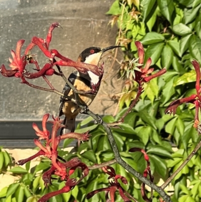 Acanthorhynchus tenuirostris (Eastern Spinebill) at Murrumbateman, NSW - 8 Jan 2022 by SimoneC