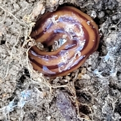 Anzoplana trilineata (A Flatworm) at Crooked Corner, NSW - 8 Jan 2022 by trevorpreston