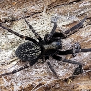 Badumna insignis at Crooked Corner, NSW - 8 Jan 2022