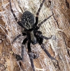 Badumna insignis at Crooked Corner, NSW - 8 Jan 2022