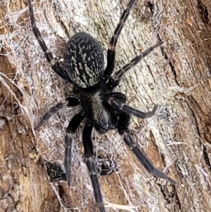 Badumna insignis at Crooked Corner, NSW - 8 Jan 2022 10:41 AM