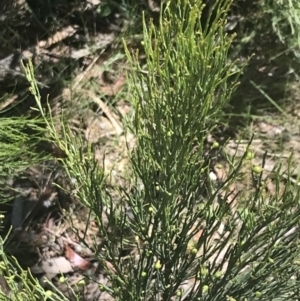 Exocarpos strictus at Cotter River, ACT - 29 Dec 2021