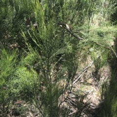 Exocarpos strictus at Cotter River, ACT - 29 Dec 2021 11:31 AM