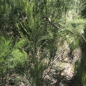 Exocarpos strictus at Cotter River, ACT - 29 Dec 2021 11:31 AM