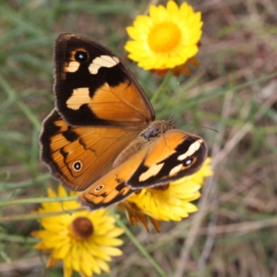 Heteronympha merope (Common Brown Butterfly) at Watson, ACT - 26 Dec 2021 by DavidForrester