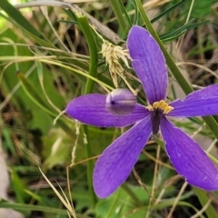 Cheiranthera linearis (Finger Flower) at Crooked Corner, NSW - 7 Jan 2022 by tpreston