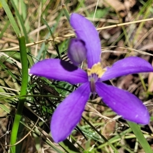 Cheiranthera linearis at Crooked Corner, NSW - 8 Jan 2022 10:37 AM